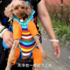養的不是狗是大爺?小狗懶惰不願走,主人天天「嬰兒抱」