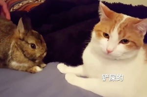 喵皇吃醋！貓：摸完別的兔子的手不要來摸我！
