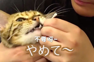 網友示範幫貓咪刷牙，喵皇奶聲奶氣喊不要 