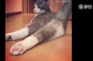 性感慵懶的貓主子，妖嬈的身姿和大長腿 網：有點撩呢