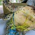 被漁網纏繞差點致死的海龜放生後竟然不想與拯救者道別