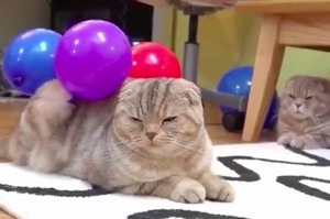 全身被用「靜電」沾滿氣球，貓咪反應可愛炸了