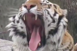 老虎的舌頭有什麼秘密？表面帶刺，就像一排整齊的銼刀