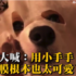 愛美無極限 小柯基學人敷面膜 可愛模樣驚呆網友