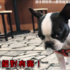 汪星人口吐白沫大演宮廷劇,麻麻傻眼,也太會演。
