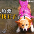麻麻快來看,池裡有隻美人魚!原來是隻可愛柯基!