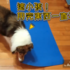 忙著幫主人收墊子的灰姑娘牧羊犬