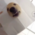 黃金獵犬變身3D畫,這也太可愛了!