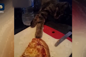 貓咪悄悄偷披薩，主人反復大聲阻止
