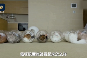 七隻貓咪的主人做膠囊旅館，貓咪們會喜歡嗎？