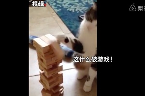 主人跟貓咪玩「疊疊樂」，貓咪惱羞成怒