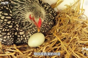 真會玩！送給寂寞母雞一顆鴨蛋，會發生什麼事？