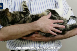 可不可以用「嬰兒抱」的方式抱貓呢？專業獸醫來解惑！