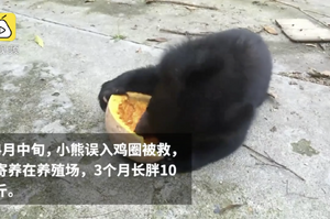 黑熊誤入雞圈被救，暫住3個月養胖10斤