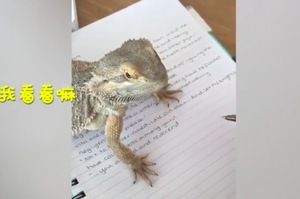 報告老師：我家蜥蜴不讓我寫作業