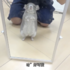 超萌!龍貓第一次照鏡子,反應讓人融化了:「這鏡子裡的是我嗎?」