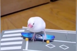 圍觀！小白文鳥靈巧地在模型上玩滑板