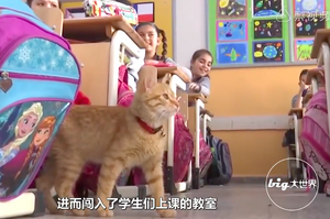  一隻橘貓愛上了學習，堅持每天上學，影響小學生！