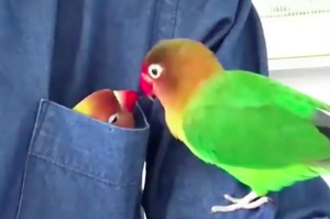 太閃啦！鸚鵡躲在主人口袋裡深情熱吻！