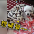 賴床汪星人,睡醒一臉懵呆樣,主人偷笑:「把你賣掉你都不知道!」