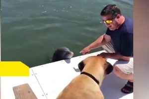 小海豚跟人類還有狗狗打招呼，把下巴放在船上超萌