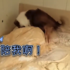 主人要睡覺牧羊犬求陪玩,直接屁股坐主人頭。(內有影片)
