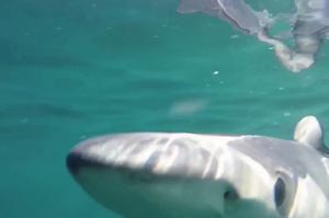 驚險！靜距離拍攝鯊魚，鏡頭險被咬