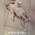 做壞事怕被罵,倆狗倒地翻白眼裝死