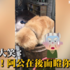 黃金獵犬玩水玩瘋了,在後面的阿公超怒。