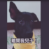 汪星人扮演灰姑娘對抗惡婆婆!搞笑劇情讓網友大讚:「根本猜不到劇情啦!」