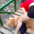 黃金不敢走吊橋,美女主人趴下陪牠ㄧ起爬行!