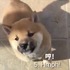 可兇可萌!2分鐘聽完柴犬各種的聲音