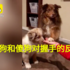 鏟屎官求握手,乖狗傻狗反應大不同
