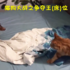 瘋狂貓狗大戰,搶床位是個體力活!