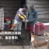 洪水救援不救狗,印度女子選擇留下陪狗