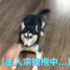 主人求抱抱,二哈變身泥鰍:「就不給抱」