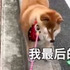拉著一隻不回家的柴柴,最後笑翻啦!