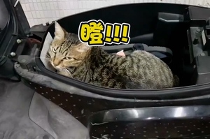 浪貓霸佔機車置物箱　「可以不要吵我睡覺嗎？」