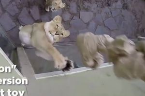 如何幫獅子提神？這間動物園的作法，網友看了全驚呆！