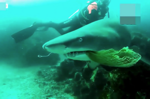 拿生命在換生命！鯊魚被漁網纏住嘴，潛水員冒險施救