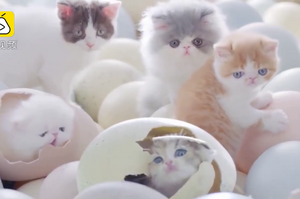 萌暈！泰國超萌貓糧創意廣告，所有網友看完齊說：「一起吸貓」