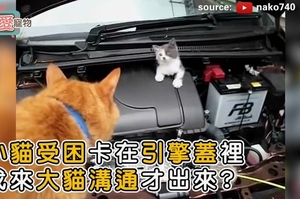 小貓受困卡在引擎蓋裡 找來大貓溝通才出來？