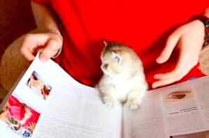 陪奴才一起看書的小奶貓，實在太可愛啦！！