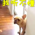咬壞筆被主人抓包,狗狗反應讓人笑翻啦!