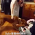 毛孩第一次見小主人,激動反應讓人暖翻!!