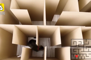 測試一下主子的智商：兩隻小貓探索複雜迷宮，能成功逃出嗎？