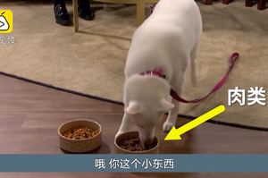 在直播節目上秒被打臉！她餵狗吃素聲稱「狗是素食主義者」，節目上狗狗卻選了肉