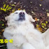黃金獵犬時常練習裝死,知道原因後笑翻啦!
