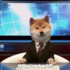 如果來讓柴犬當「新聞主播」?畫面太美,根本沒在看新聞只顧著看狗!