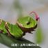 罕見!蝴蝶幼蟲學蛇吐蕊,頭上伸出一條「鮮紅舌頭」,還昂頭攻擊